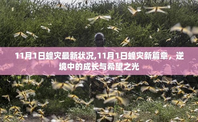 11月1日蝗灾最新状况
