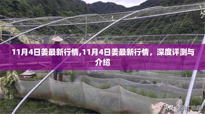 11月4日姜最新行情深度解析与全面介绍