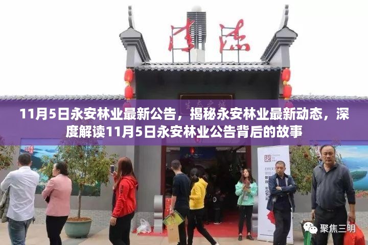 揭秘永安林业最新动态，深度解读公告背后的故事（最新公告发布于11月5日）