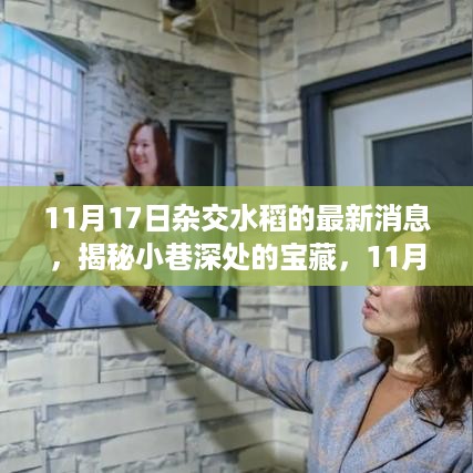揭秘杂交水稻最新消息与小巷深处的独特小店故事，11月17日揭秘日揭秘杂交水稻背后的故事与一家独特小店。