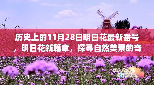 历史上的11月28日明日花最新番号，明日花新篇章，探寻自然美景的奇妙旅程，启程于历史上的11月28日