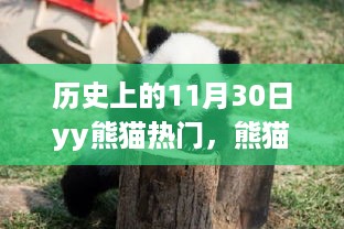 历史上的熊猫热潮与温馨日常，11月30日的熊猫记忆