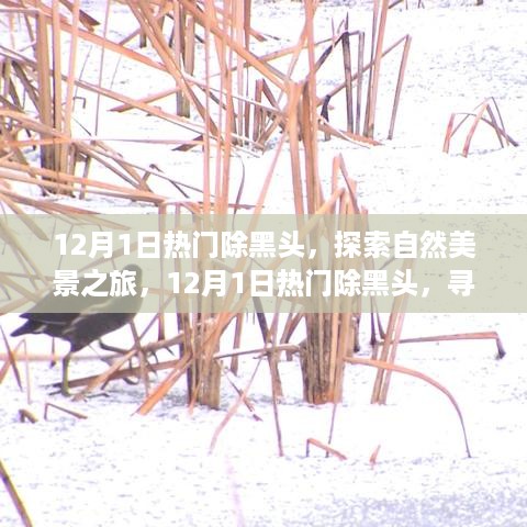 探索自然美景之旅，除黑头与寻找内心宁静的微笑