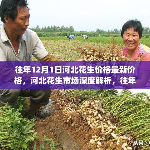 河北花生市场深度解析，往年12月1日最新价格及品质评测报告发布！