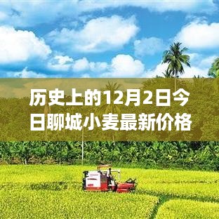 聊城小麦今日价格，穿越历史探寻小麦与自然的和谐乐章