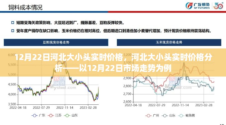 河北大小头实时价格解析，12月22日市场走势分析