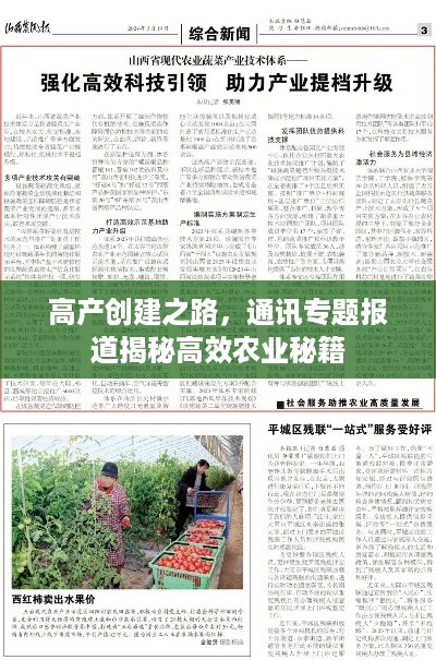 高产创建之路，通讯专题报道揭秘高效农业秘籍