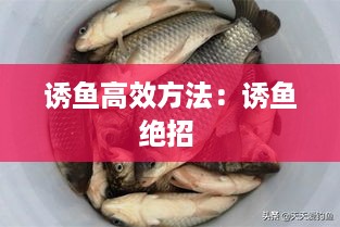 诱鱼高效方法：诱鱼绝招 