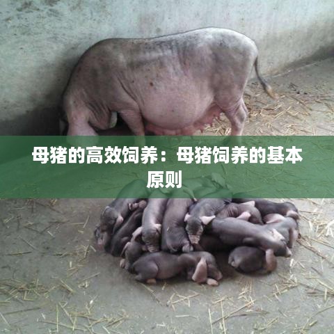 母猪的高效饲养：母猪饲养的基本原则 
