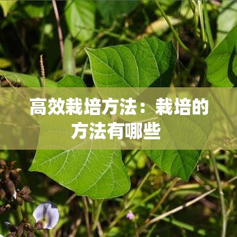 高效栽培方法：栽培的方法有哪些 