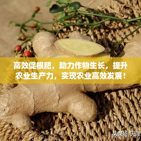高效促根肥，助力作物生长，提升农业生产力，实现农业高效发展！