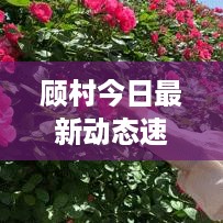 顾村今日最新动态速递