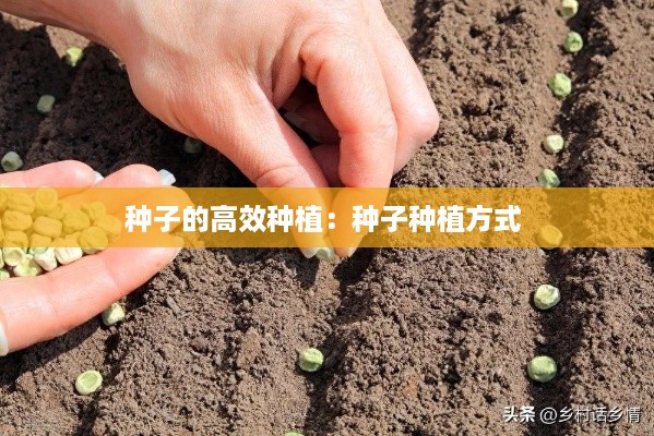 种子的高效种植：种子种植方式 