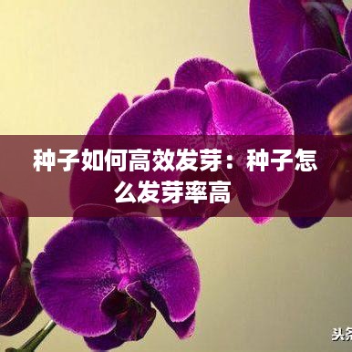 种子如何高效发芽：种子怎么发芽率高 