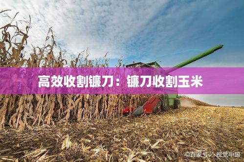 高效收割镰刀：镰刀收割玉米 