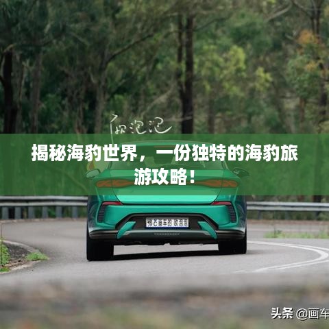 揭秘海豹世界，一份独特的海豹旅游攻略！