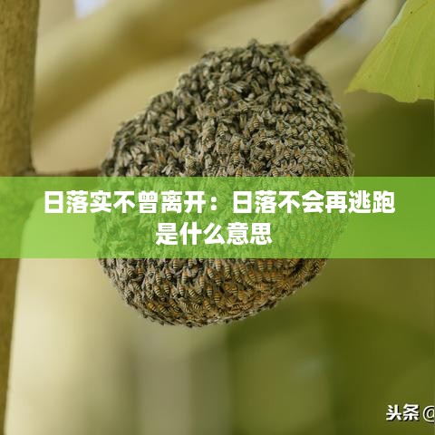 日落实不曾离开：日落不会再逃跑是什么意思 