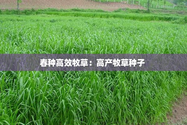 春种高效牧草：高产牧草种子 