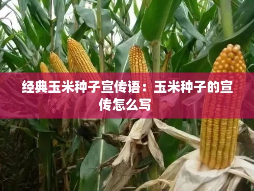 xinshidandan 第2页