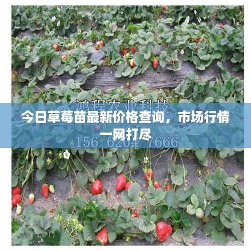 今日草莓苗最新价格查询，市场行情一网打尽