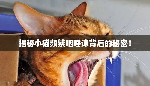 揭秘小猫频繁咽唾沫背后的秘密！