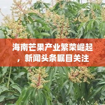 海南芒果产业繁荣崛起，新闻头条瞩目关注