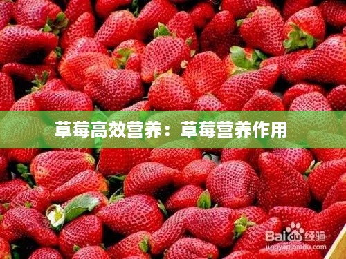 草莓高效营养：草莓营养作用 