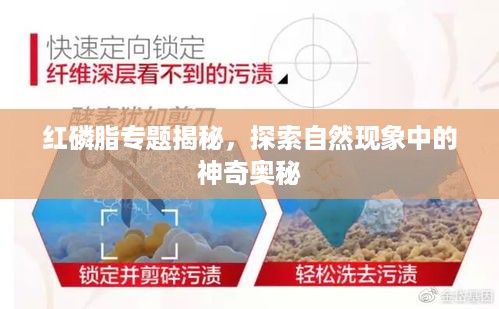 红磷脂专题揭秘，探索自然现象中的神奇奥秘