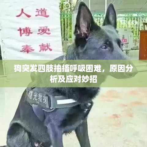狗突发四肢抽搐呼吸困难，原因分析及应对妙招