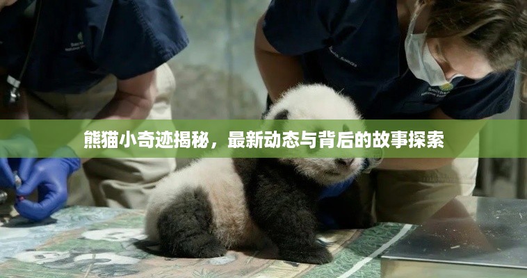 熊猫小奇迹揭秘，最新动态与背后的故事探索