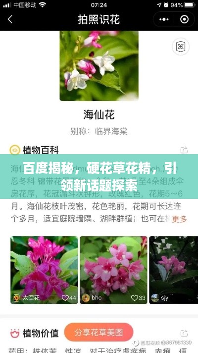 百度揭秘，硬花草花精，引领新话题探索