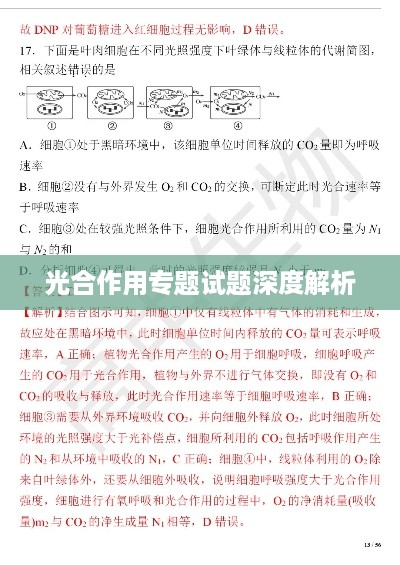 光合作用专题试题深度解析