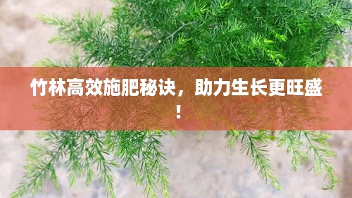 竹林高效施肥秘诀，助力生长更旺盛！