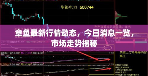 章鱼最新行情动态，今日消息一览，市场走势揭秘