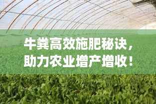 凤凰于飞